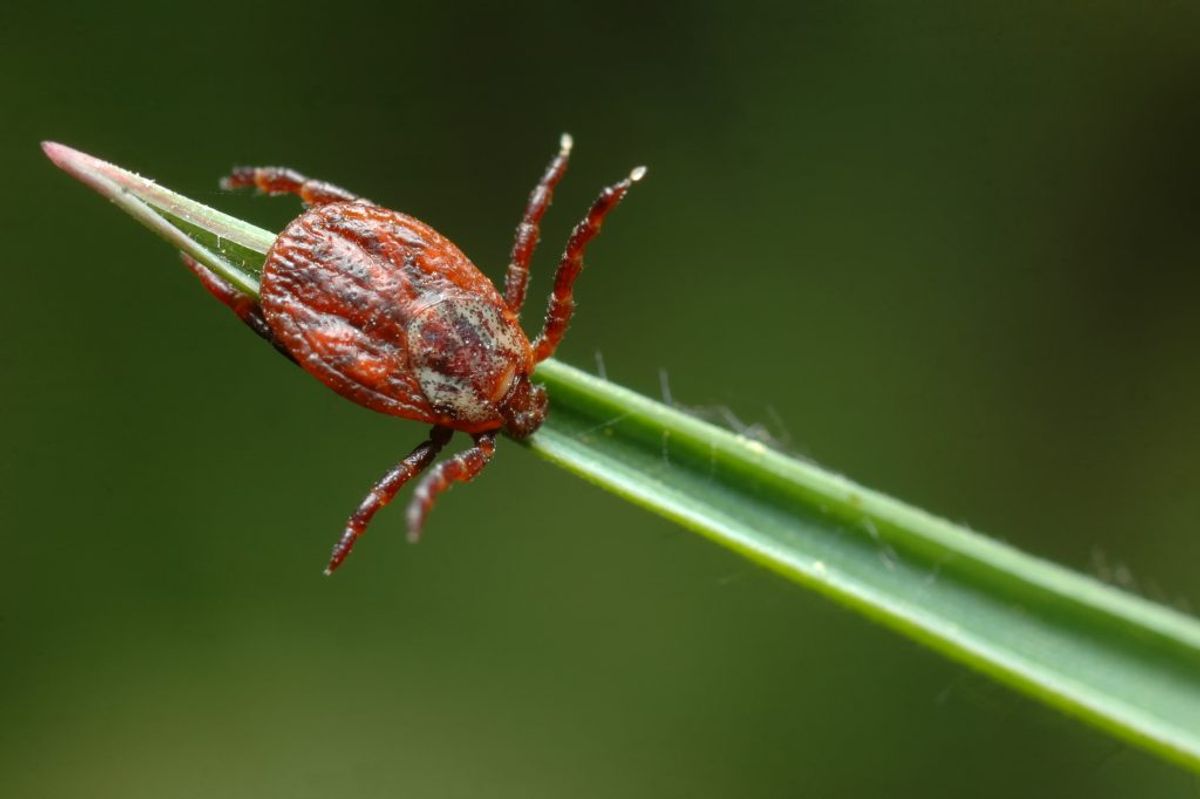 Det er denne flåtart, Dermacentor Reticulatus, der nu er fundet i Danmark. Den er omkring 7-8 mm lang, og dermed er den betydeligt større end skovflåten, som er meget almindelig i Danmark.