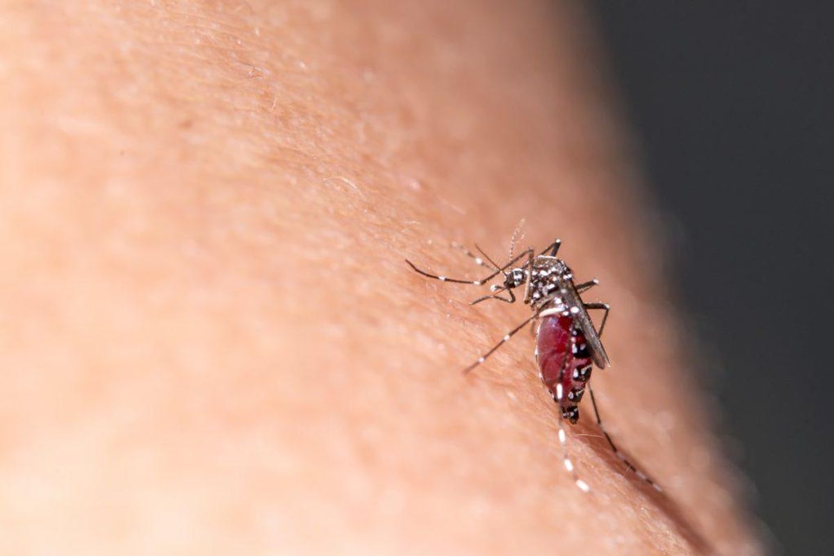 Chikungunyavirus-infektion spredes gennem stik fra tigermyg. Foto: Scanpix