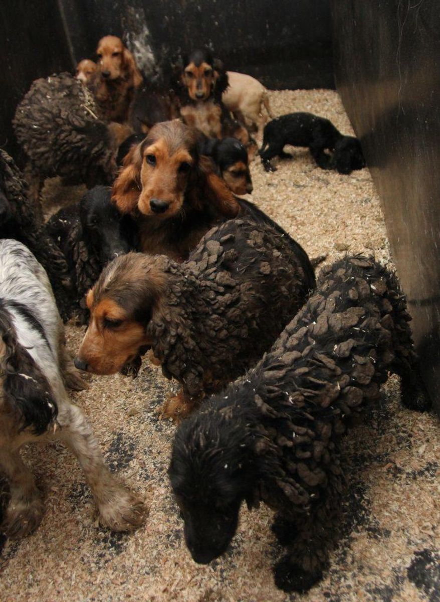 En del af de mange hunde boede på meget lidt plads. Foto: Dyrenes Beskyttelse.