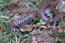 To meter lang python-slange blev fundet i have