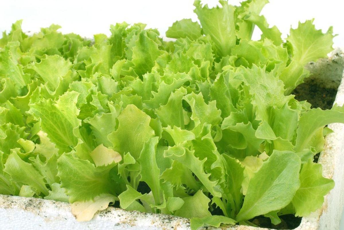 7: 25 pct. af dansk konventionelt dyrket salat indeholder rester af fem forskellige sprøjtegifte, mens 56 pct. af den konventionelle udenlandske salat indeholder rester af sprøjtegift fra 11 forskellige gifte. Foto: Colourbox.
