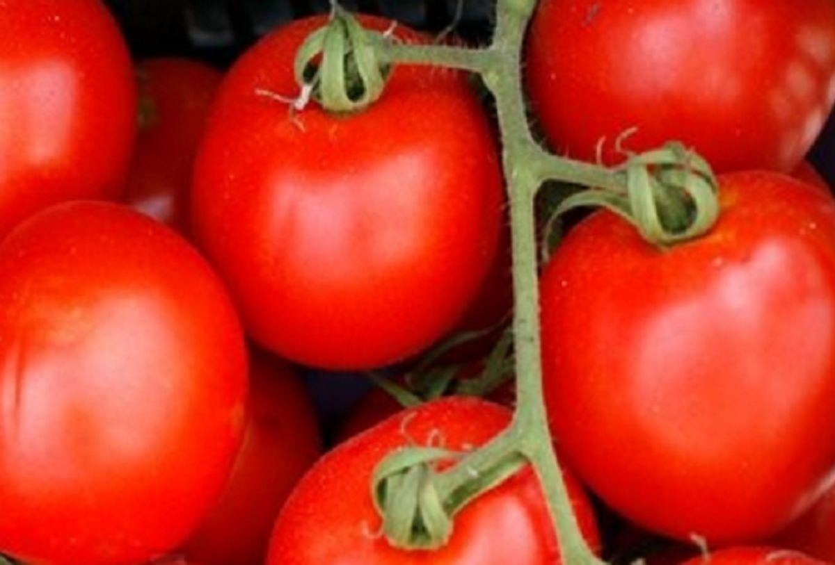 Tomater indeholder ligesom kartofler giftstoffet solanin. Det kan give en leverpåvirkning, og det kan fremkalde hæmolyse, hvor de røde blodlegemer går i stykker. De første symptomer er ondt i maven, diarré og hovedpine. Det kan også påvirke hjertet.