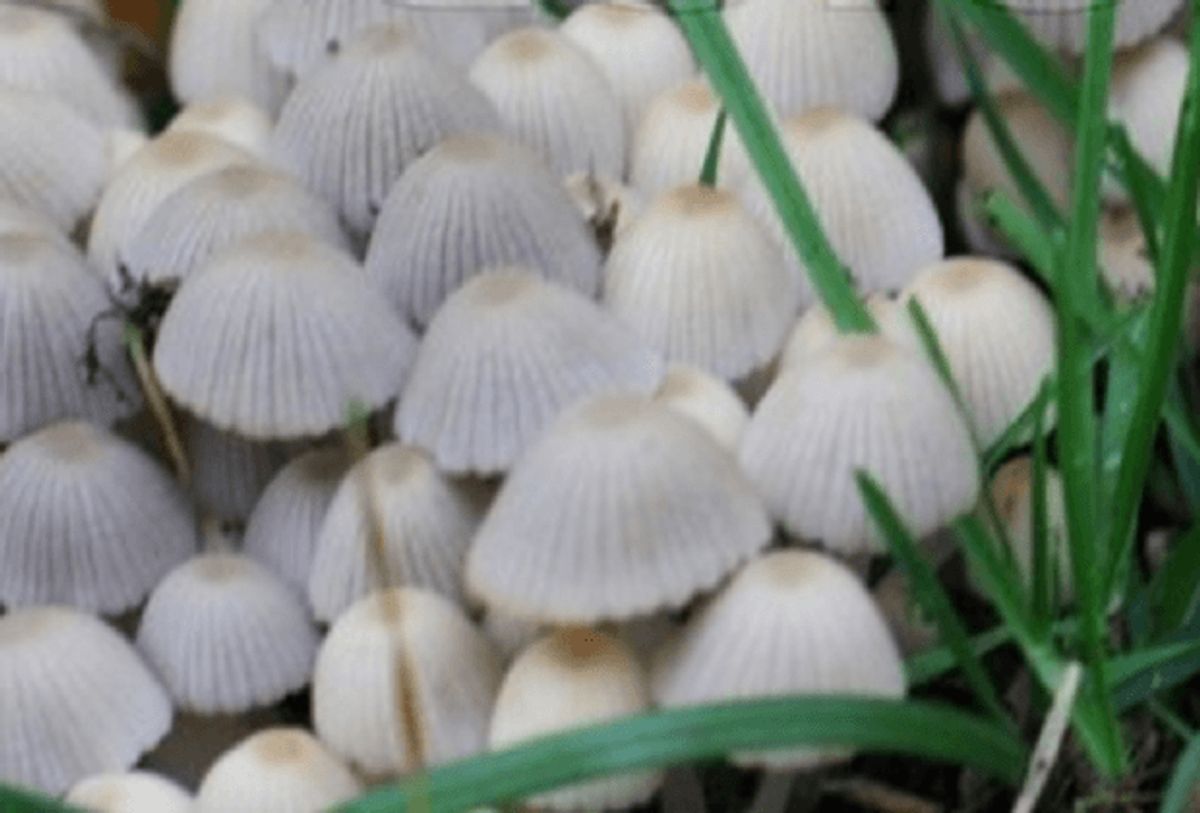 I Danmark har vi cirka 600 svampearter, og 30 af disse er giftige. Faktisk er to af dem dødelige, og ti kan give alvorlige bivirkninger.
