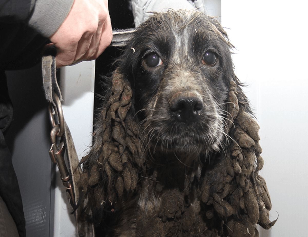 En af de hunde, der blev fundet. Bemærk afføringen på ørerne. Klik videre og se flere billeder af de fundne hunde. Foto: Dyrenes Beskyttelse.