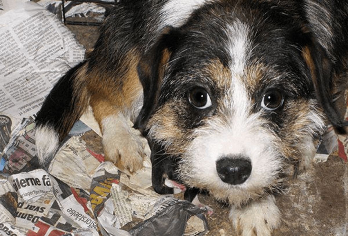 Denne hund er en af de overlevende fra det første besøg. Foto: Dyrenes Beskyttelse.