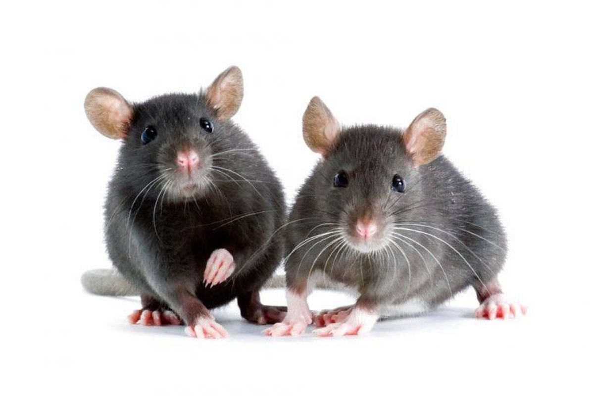 Lort fra rotter hører ikke hjemme i et køkken. Foto: Scanpix.