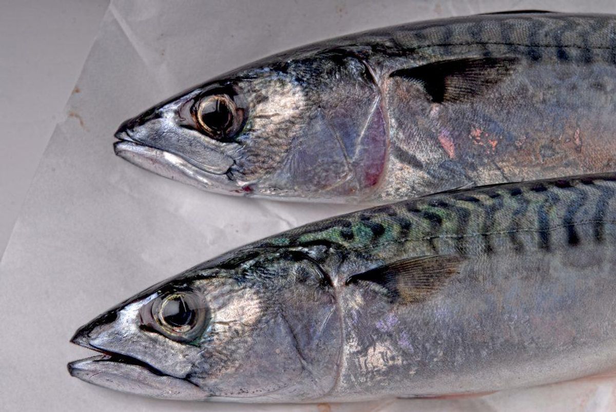 Fisk: Tun, makrel, sild, rejer, torskerogn og laks er alle gode fisk at spise til frokost. Foto: Colourbox.com (Modelfoto)