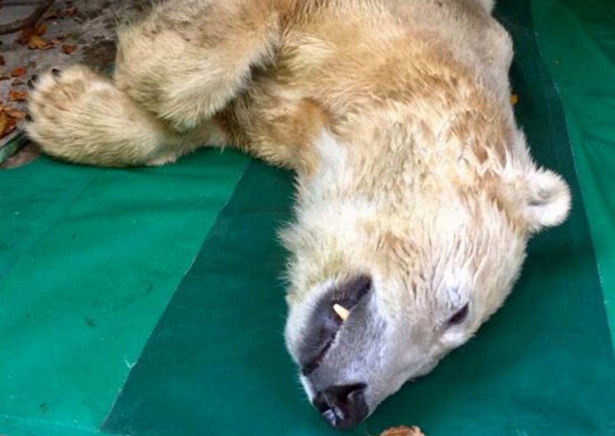 Isbjørnen Vilma er død efter blot to uger i Aalborg Zoo. Foto: Aalborg Zoo.