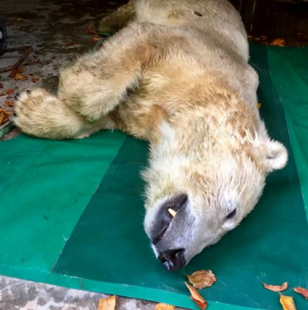 Isbjørnen Isbjørnen Vilma er død efter blot to uger i Aalborg Zoo. Foto: Aalborg Zoo.