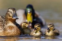 Dyrenes beskyttelse advarer: Ukendt parasit dræber danske fugle