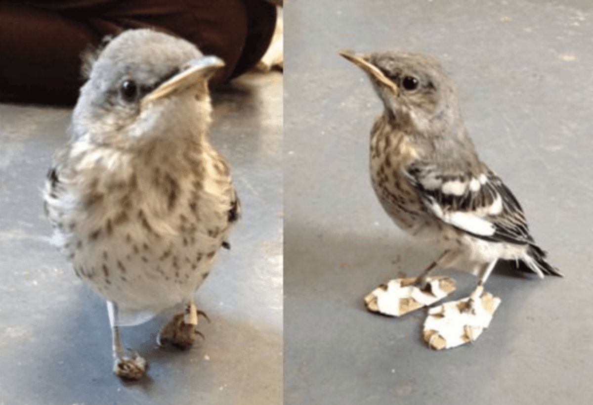 Den lille fugl blev behandlet, så den igen kunne gå.
Foto: California Wildlife Center