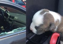 Betjent smadrer ruden og redder hundehvalp