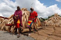 Kenya brænder 100 tons elfenben for elefanternes skyld