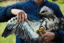 Udlover kæmpe dusør: Hvem plaffede kongeørn?