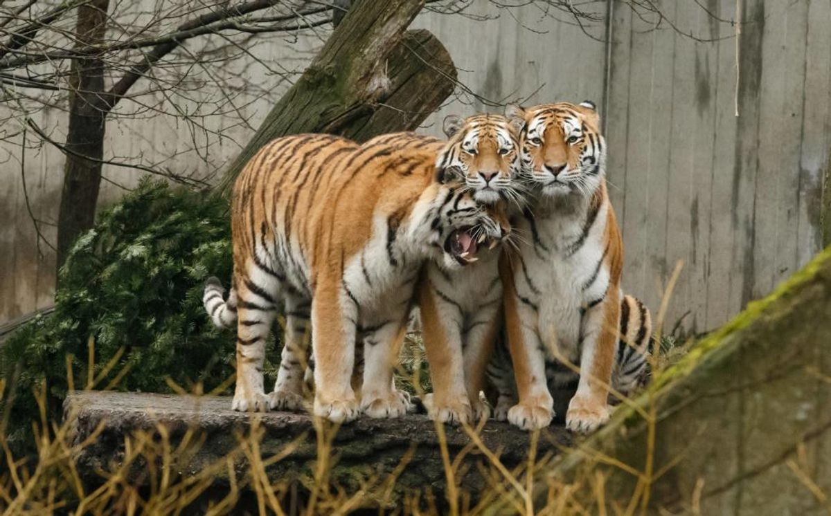 Københavns Zoo er meget opmærksom på sikkerheden for deres dyrepassere. Foto: Zoologisk Have København