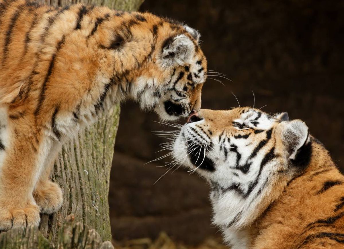 Men man kan ikke gardere sig mod, at nogle skulle hoppe ind til dyrene. Foto: Zoologisk Have København