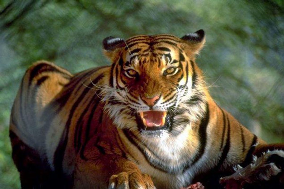 Tigerangreb har kostet to dyrepassere livet fredag. Foto: Colourbox/Free