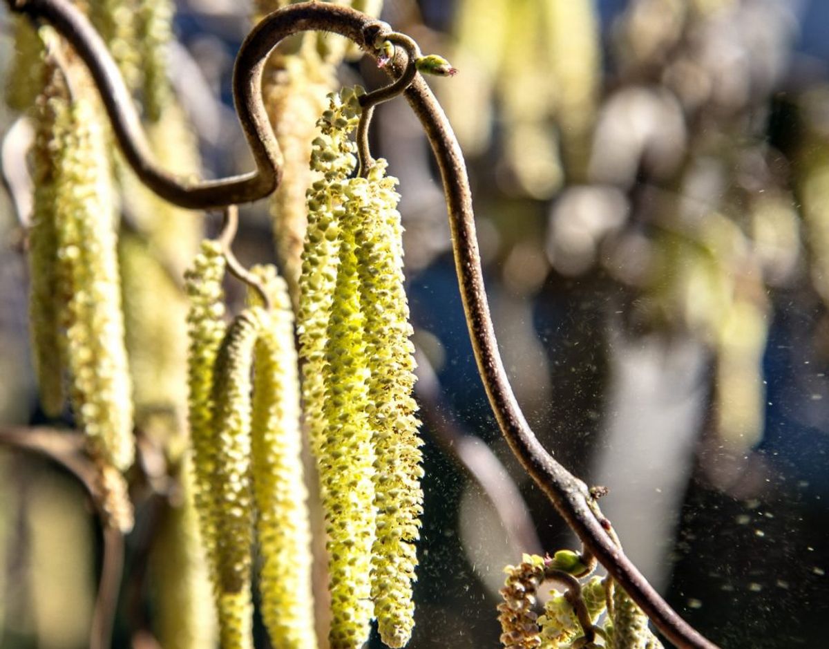 Pollen sidder på træets rakler, der er lange blomsterstande. Her ses hassel. Foto: Henning Bagger/Ritzau Scanpix