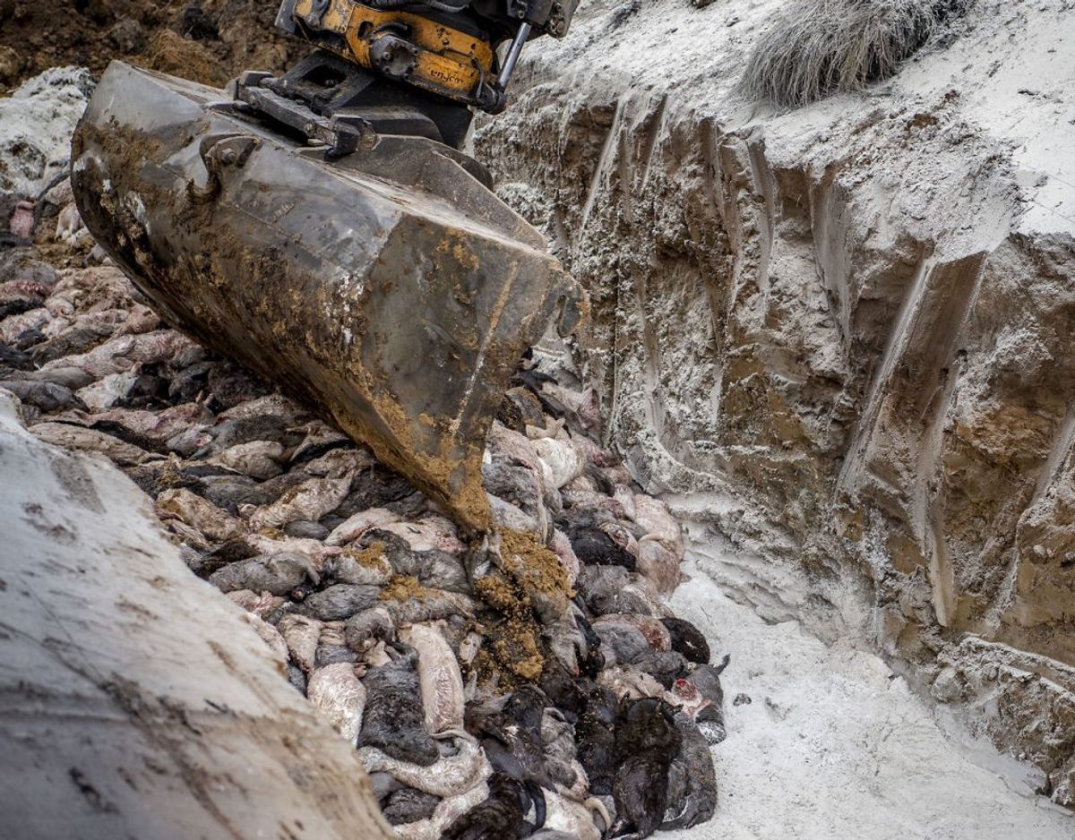Det er døde mink som disse, der nu lander i forbrændingsanlægget i Esbjerg. (Foto: Morten Stricker/Ritzau Scanpix)