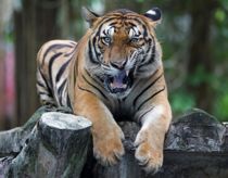 Tiger King-kendis får konfiskeret tigere
