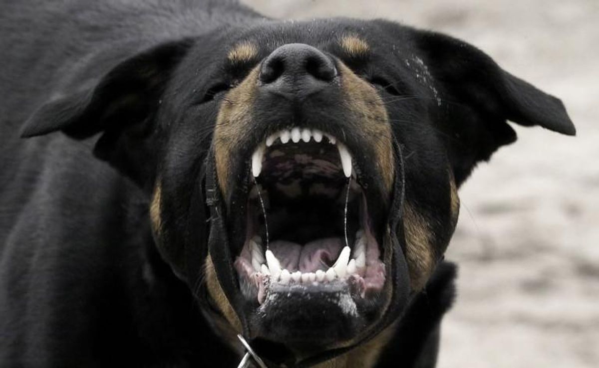 Det skal være slut med, at mennesker bliver angrebet af hunde i England og Wales. Foto: Scanpix