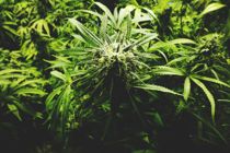 Cannabis-“læge” anholdt: 1.000 patienter mister hamp