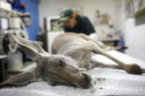 17 kænguruer kvast ihjel af flugtbilist