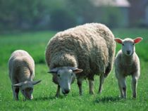 2.000 pruttende får tvinger fly til sikkerheds-landing