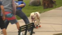 Hund på skateboard sætter ny verdensrekord