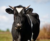 Tyr stikker af fra slagteri og går amok på bil