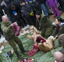 Zoo trodser dyrevenners vrede og dissekerer løve