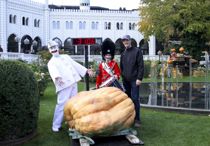 Danmarks største græsker kræver otte mand