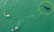 Chok-fotos: Så tæt var dræberhaj på ti surfere