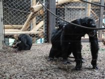 Ny chimpanse-han er faldet godt til