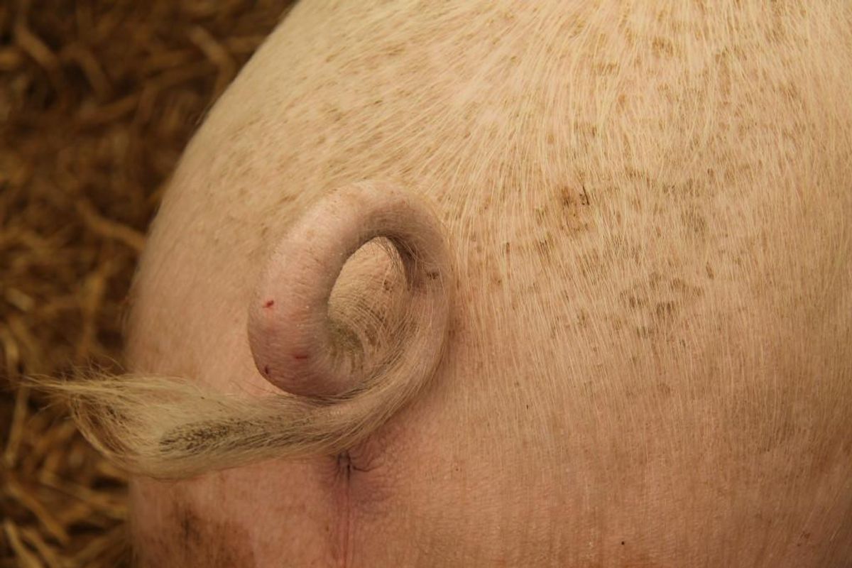 Svinekam trækkes tilbage på grund af fejl i holdbarheds-mærkningen. Foto: Iris/Scanpix