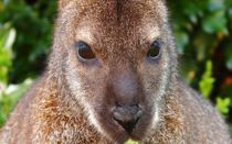 Dværgkænguru fundet igen igen