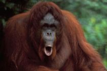 Dom: Orangutang i zoo har krav på frihed