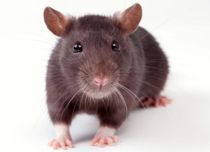Sådan undgår du rotter i dit hjem