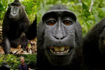 Abe, fotograf og wikipedia i sær strid om selfie