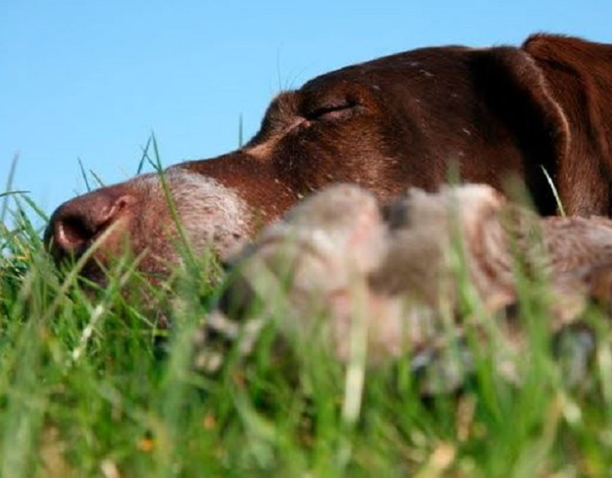 På de følgende billeder finder du tre nemme og gode råd til hvordan du forebygger pollenallergi hos din hund. Foto: Agria Dyreforsikring.