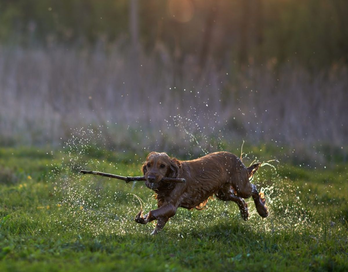 råd: Sådan forebygger du allergi hos din hund • Newsbreak.dk