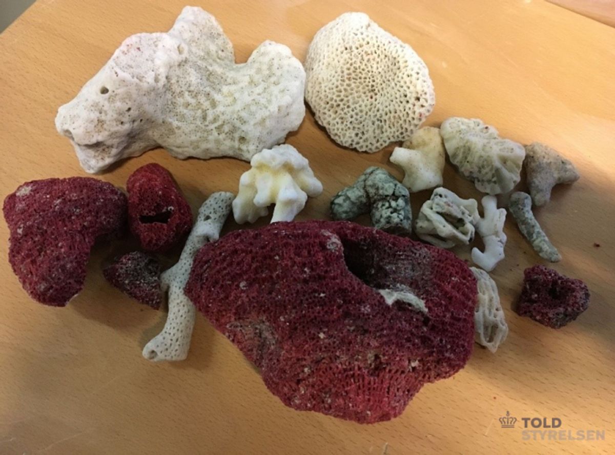 I Toldstyrelsen ser man bl.a. flere rejsende medbringe stenkoraller, hvilket ikke lovligt at tage med hjem. Korallerne er blandt en lang række arter af vilde dyr og planter, som er omfattet af den såkaldte Washingtonkonvention. Foto: Toldstyrelsen