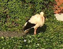 Blind stork fløjet fra Holland til Danmark