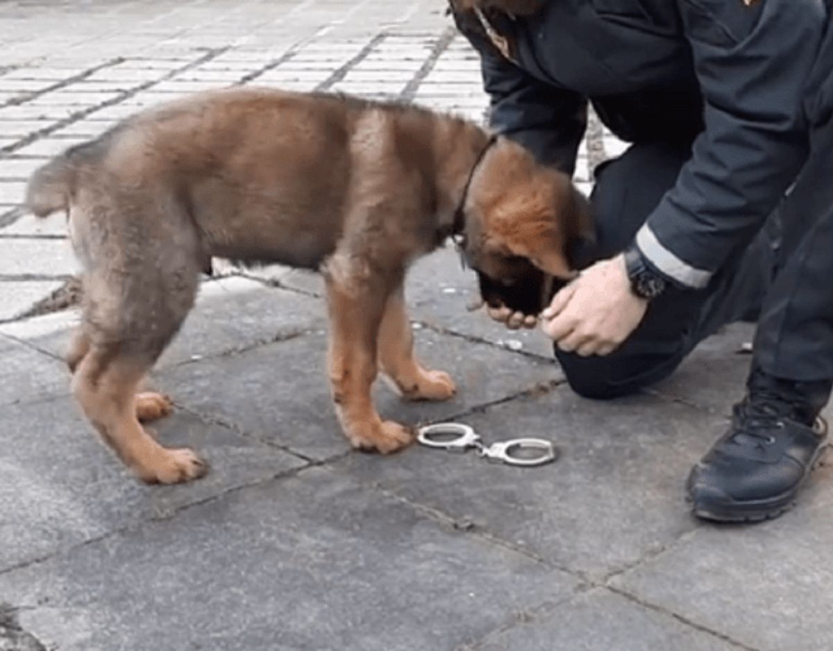 1. Stil krav og vær konsekvent.
Det første, hundeførere indenfor politiet lærer, er at være konsekvente.
Vi gør det meget nemmere for hundene, hvis vi er konsekvente. Så ved hunden altid, hvad der er rigtig og forkert. Når hunden har lært en kommando at kende betyder den det samme i dag, i morgen og om et år. Foto: Nordjyllands Politi.
