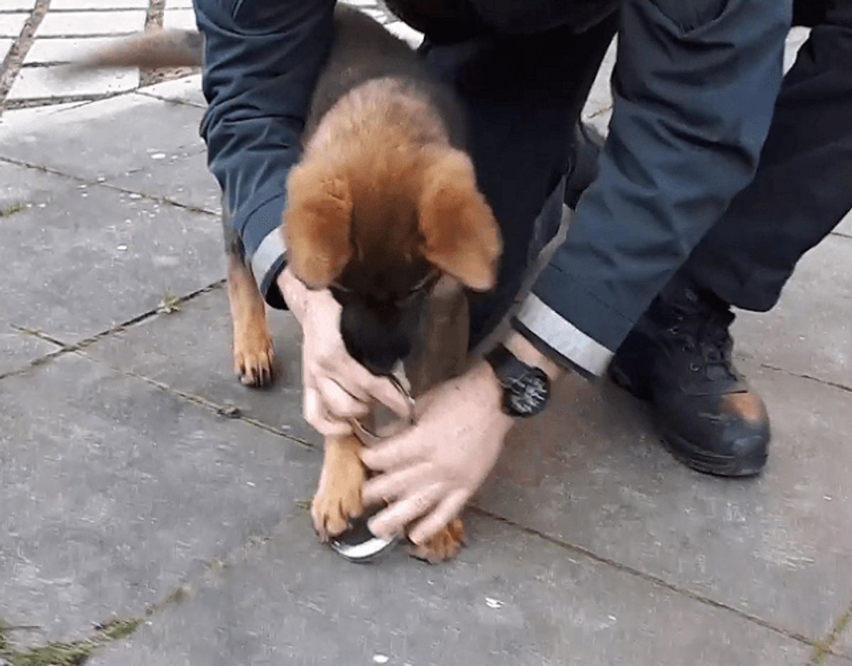 3. Kærlighed: Grundtræningen er bygget på tillid og troskab mellem hund og ejer.
Hvis ikke føreren har tillid til hunden, så viser den heller ikke føreren tillid. Foto: Nordjyllands Politi.