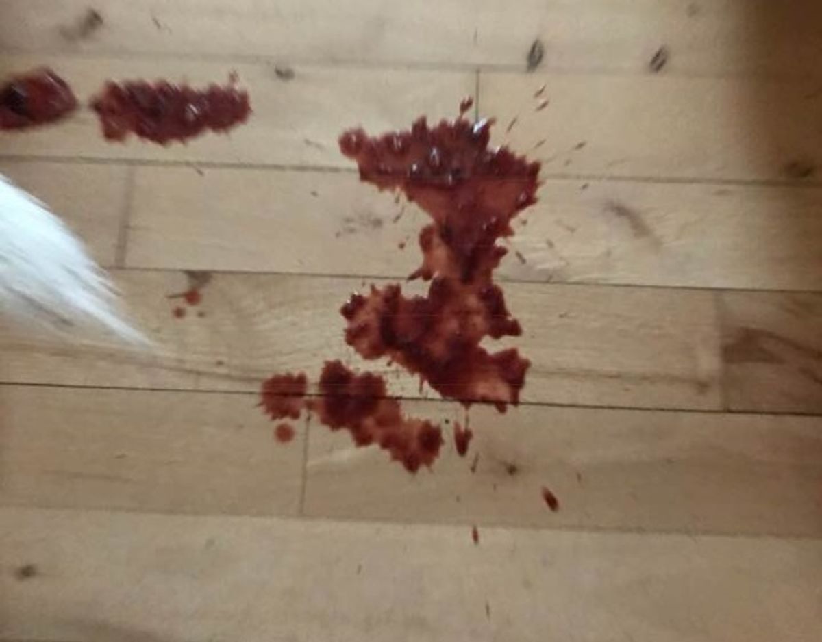 Rørte man ved Teddys mave, stod der blod ud af enden på ham. Foto: Privat.