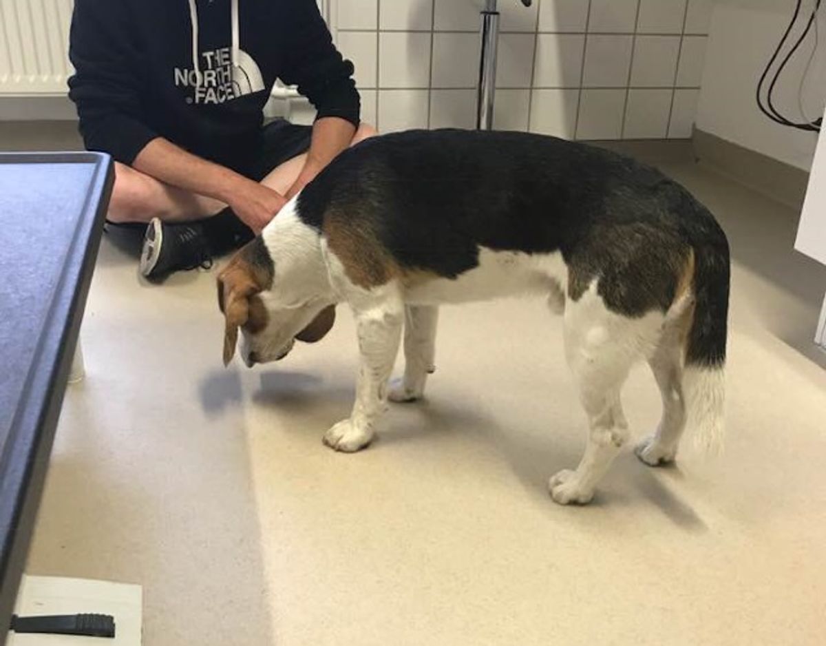 Teddys liv kunne ikke reddes. Foto: Privat.