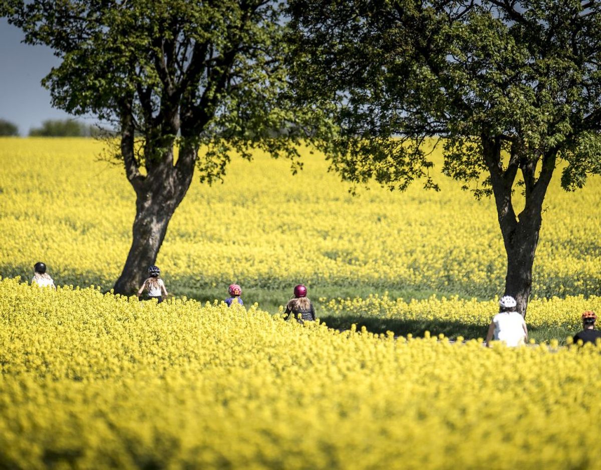 Vejret i den kommende tid kan godt byde på solskin og blå himmel. Men det bliver ikke videre varmt. Foto: Mads Claus Rasmussen/Ritzau Scanpix