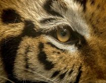 Tiger på fri fod i boligkvarter