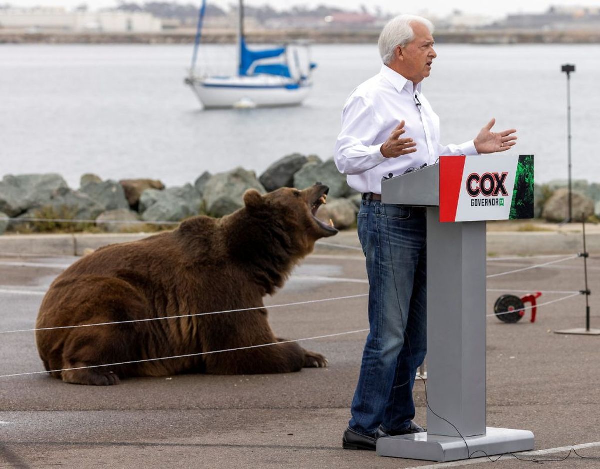 Politikeren John Cox har en bjørn med i sin valgkamp. Foto: Scanpix/Mike Blake
